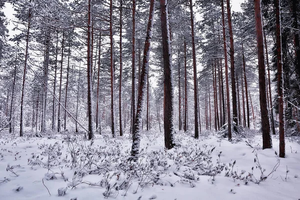 松林の中の冬 雪に覆われた木々 1月の鬱蒼とした森の季節の景色 — ストック写真