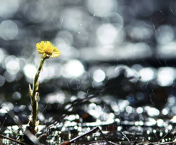 Moeder Stiefmoeder Gele Bloemen Lente Achtergrond Abstracte Lente Achtergrond Met — Stockfoto