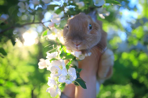 Conejito Pascua Flores Ramas Cerezo Abril Fondo Primavera Estacional —  Fotos de Stock