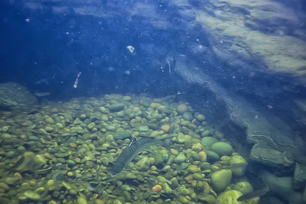 Вид Подводное Озеро Пресноводная Экосистема Чистая Вода — стоковое фото