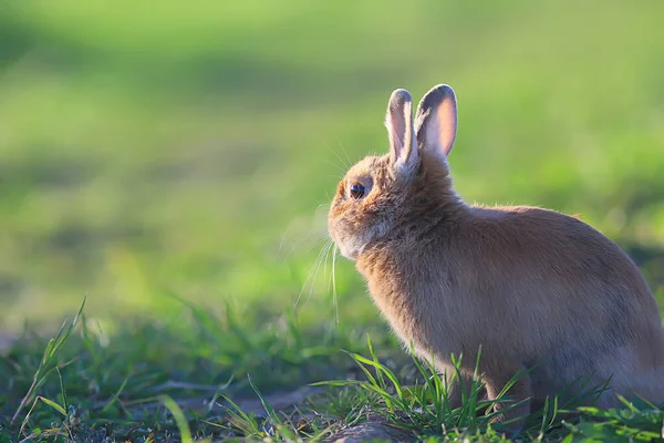 春天兔子在绿地里 东方的象征 美丽的四月东方背景 — 图库照片