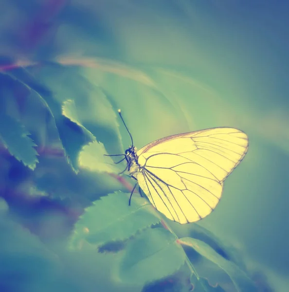 Motyl Tle Wiosna Kwiat Abstrakcyjny Widok Kwietnia Pustynia — Zdjęcie stockowe