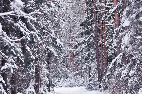 Panorama Foresta Invernale Paesaggio Neve Astratta Vista Stagionale Della Taiga — Foto Stock