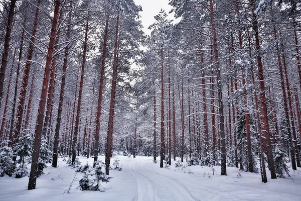 Podróż Kanady Zimowy Krajobraz Leśny Widok Sezonowy Panorama Lasu Pokrytego — Zdjęcie stockowe