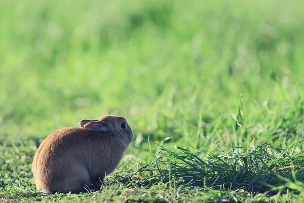 Lapin Printemps Dans Champ Vert Symbole Pâques Beau Fond Pâques — Photo