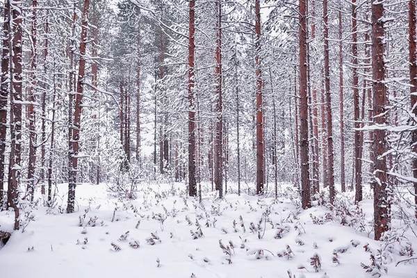 Vinter Tallskog Landskap Träd Täckta Med Snö Januari Tät Skog — Stockfoto