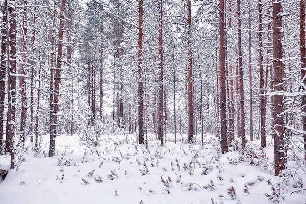 Winter Een Dennenbos Landschap Bomen Bedekt Met Sneeuw Januari Een — Stockfoto