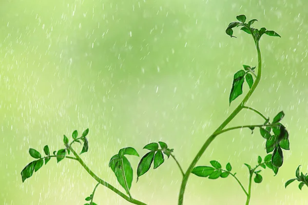 spring rain in the forest, fresh branches of a bud and young leaves with raindrops