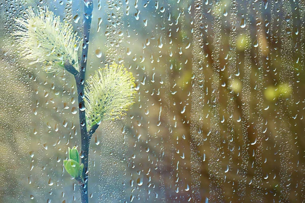 Frühjahrsregen Wald Frische Knospenzweige Und Junge Blätter Mit Regentropfen — Stockfoto