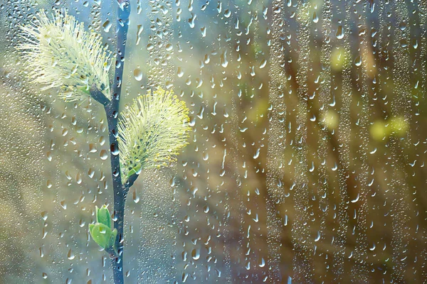 Lluvia Primaveral Bosque Ramas Frescas Brote Hojas Jóvenes Con Gotas — Foto de Stock