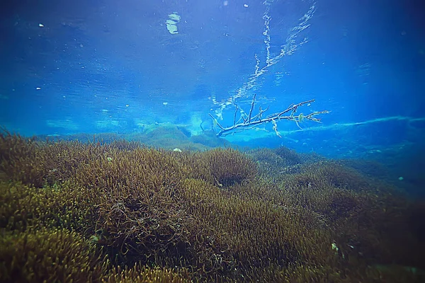 Barriera Corallina Paesaggio Subacqueo Laguna Nel Mare Caldo Vista Sotto — Foto Stock