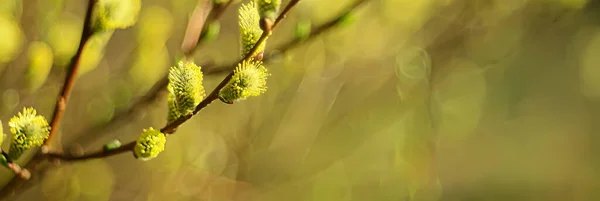 春の森の抽象的な晴れた日の背景 太陽の下で芽と若い葉を持つ枝 — ストック写真