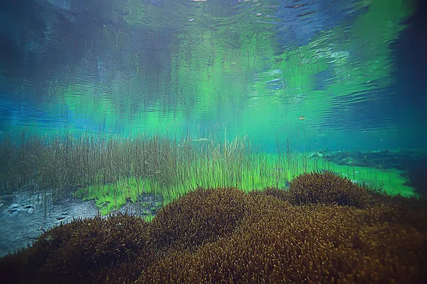 Вид Підводне Озеро Прісноводні Ландшафтні Екосистеми Чиста Вода — стокове фото