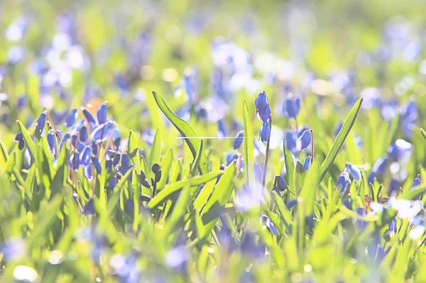 Wild Blue Spring Flowers Wildflowers Small Flowers Blurred Abstract Background — Stock Photo, Image