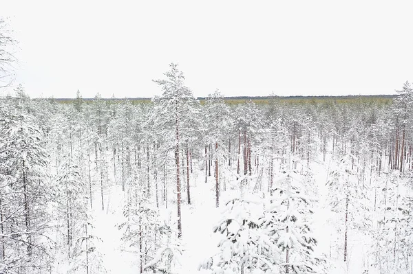 Κορυφαία Θέα Ενός Δάσους Χειμώνα Τοπίο Της Φύσης Ένα Χιονισμένο — Φωτογραφία Αρχείου
