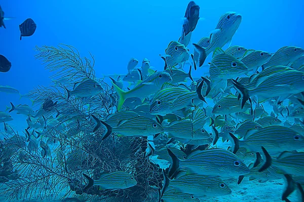 École Poissons Photo Sous Marine Golfe Mexique Cancun Ressources Pêche — Photo