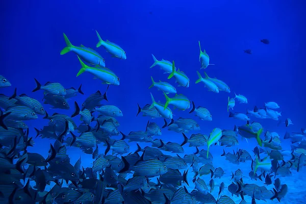 Школа Подводного Фото Рыбы Мексиканский Залив Канкун Биорыболовные Ресурсы — стоковое фото