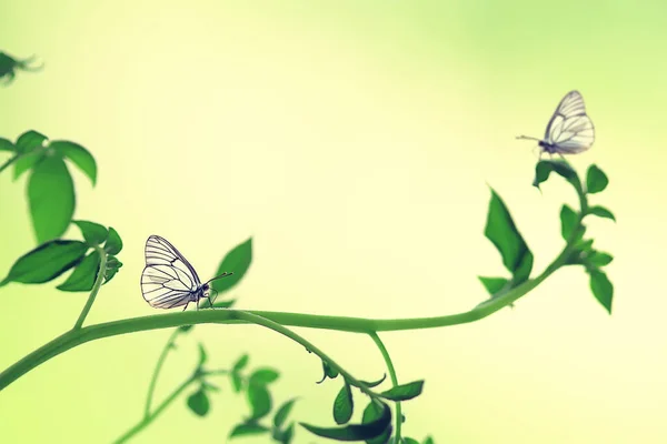 Schmetterling Auf Einer Blume Frühling Hintergrund Abstrakte Ansicht April Wildnis — Stockfoto