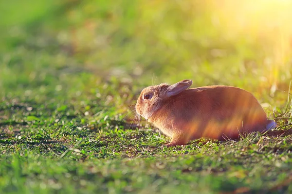 Vår Kanin Ett Grönt Fält Påsk Symbol Vacker April Påsk — Stockfoto
