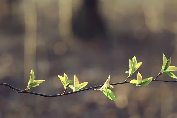 Branches Young Green Leaves Buds Seasonal Background April March Landscape — Stock Photo, Image