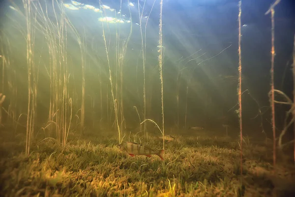 Rayos Luz Bajo Agua Lago Fresco Fondo Abstracto Naturaleza Paisaje — Foto de Stock