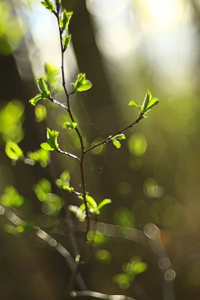 Ramas Hojas Brotes Verdes Jóvenes Fondo Estacional Abril Marzo Paisaje —  Fotos de Stock