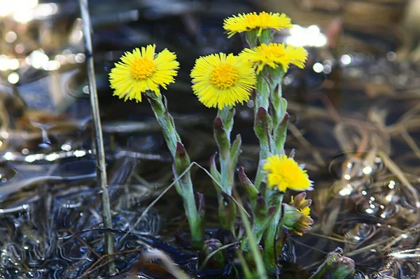 Matka Macocha Żółte Kwiaty Wiosna Tło Abstrakcyjne Wiosna Tło Dzikimi — Zdjęcie stockowe