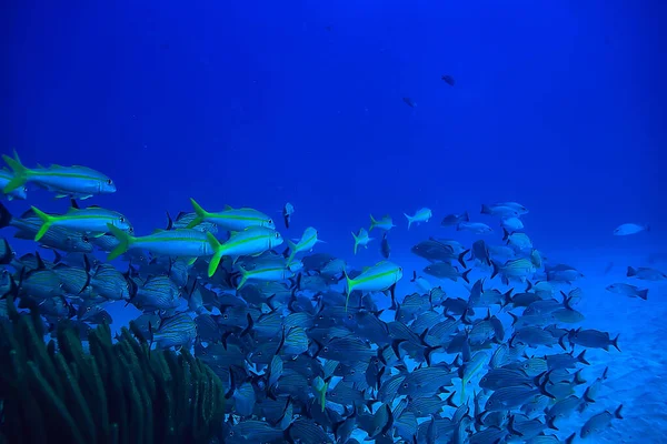 Fischschwärme Unter Wasser Golf Von Mexiko Cancun Biologische Fischereiressourcen — Stockfoto