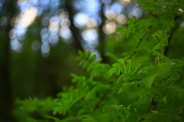 Gałęzie Młodych Zielonych Liści Pąków Sezonowe Tło Marszowy Krajobraz Lesie — Zdjęcie stockowe