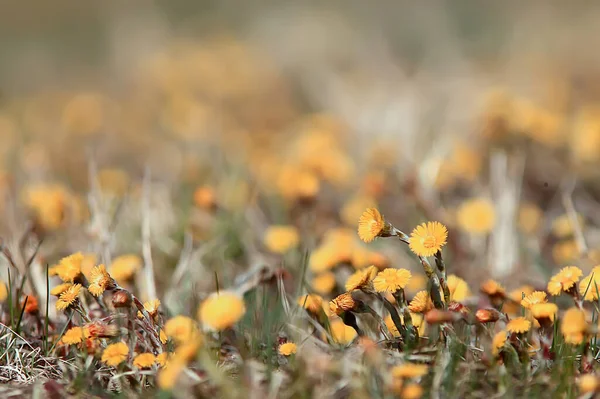 Matka Macocha Żółte Kwiaty Wiosna Tło Abstrakcyjne Wiosna Tło Dzikimi — Zdjęcie stockowe