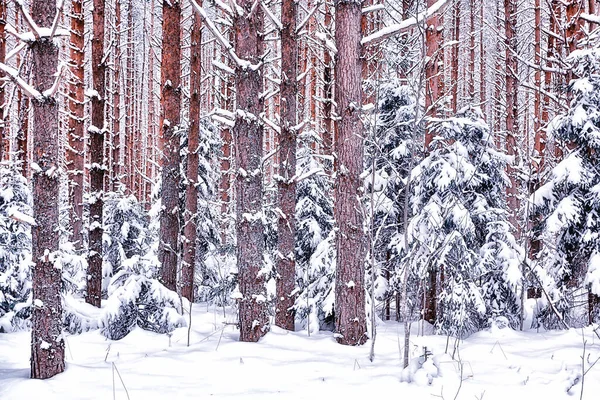 Зима Сосновом Лесу Деревья Покрытые Снегом Январь Густом Лесу Сезонный — стоковое фото