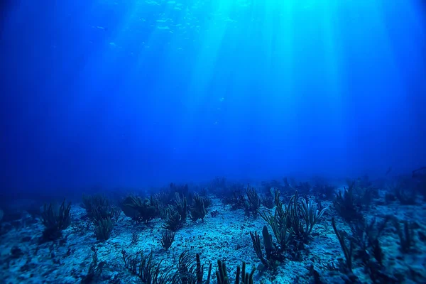 Korallenriff Unterwasserlandschaft Lagune Warmen Meer Blick Unter Wasser Ökosystem — Stockfoto