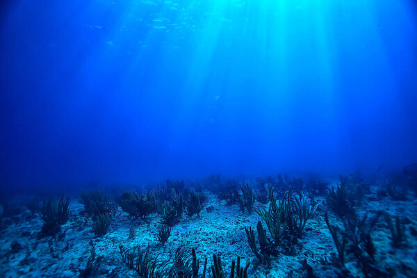 coral reef underwater landscape, lagoon in the warm sea, view under water ecosystem