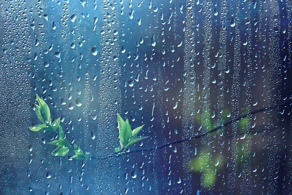 森の春の雨 新芽の新鮮な枝 雨粒の若い葉 — ストック写真