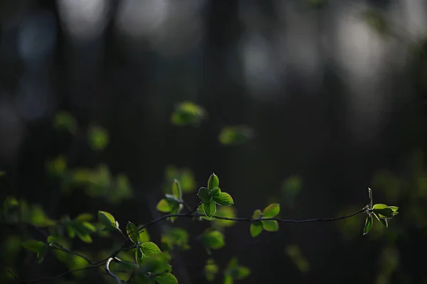 Genç Yeşil Yaprak Tomurcuklardan Oluşan Dallar Mevsimlik Arka Plan Nisan — Stok fotoğraf