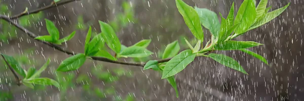 Tavaszi Eső Erdőben Friss Ágak Egy Rügy Fiatal Levelek Esőcseppekkel — Stock Fotó