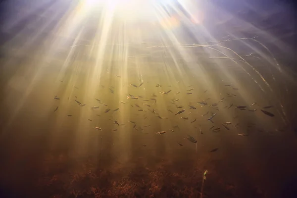 rays of light underwater fresh lake, abstract background nature landscape sun water