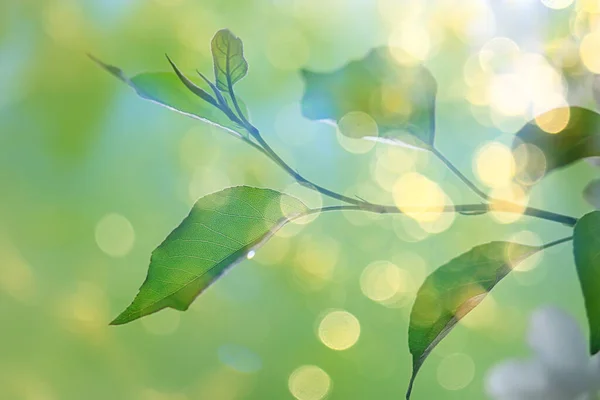 Větve Mladých Zelených Listů Pupenů Sezónní Zázemí Duben Březen Krajina — Stock fotografie