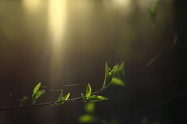 柳枝春光背景 抽象模糊的春光 — 图库照片