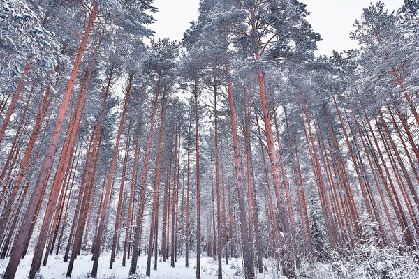 Téli Reggel Fenyőerdő Táján Panorámás Kilátás Fényes Havas Erdő — Stock Fotó