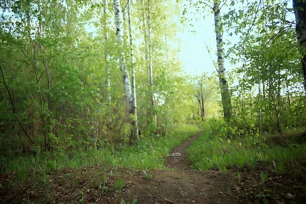 Jarní Zelená Lesní Krajina Abstraktní Pohled Lesním Porostu — Stock fotografie