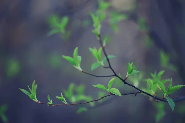 Grenar Unga Gröna Blad Och Knoppar Säsongsbetonad Bakgrund April Marsch — Stockfoto