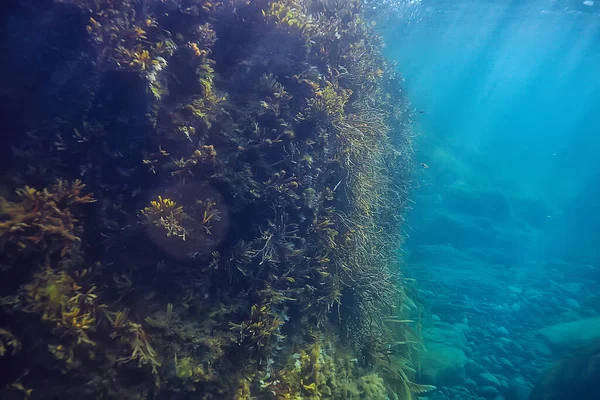 Mercan Resifi Sualtı Manzarası Sıcak Denizdeki Lagün Altı Ekosistemi — Stok fotoğraf
