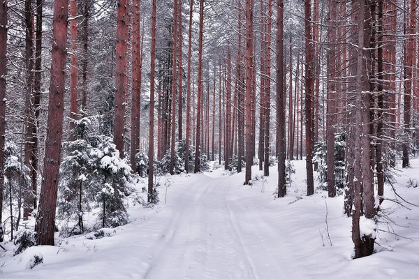 Зимовий Дорожній Пейзаж Красивий Вид Засніжену Дорогу — стокове фото
