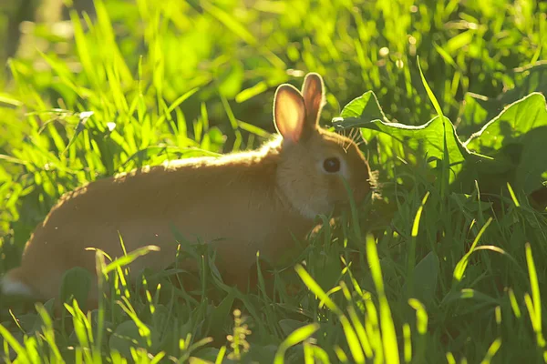 Весенний Кролик Зеленом Поле Пасхальный Символ Красивый Апрельский Пасхальный Фон — стоковое фото
