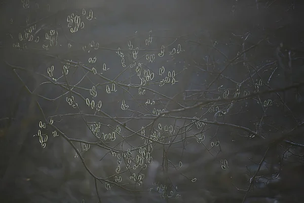 Willow Branches Spring Background Abstract Blurred View Spring Early March — Stock Photo, Image