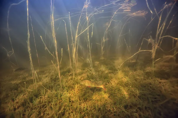 水面下の光淡水湖抽象的な背景自然景観太陽の水 — ストック写真