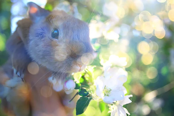 Пасхальный Кролик Цветущих Вишневых Ветвях Апреля Сезонный Весенний Фон — стоковое фото
