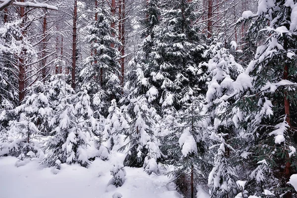 travel to canada winter forest landscape, seasonal view, panorama in the forest covered with snow