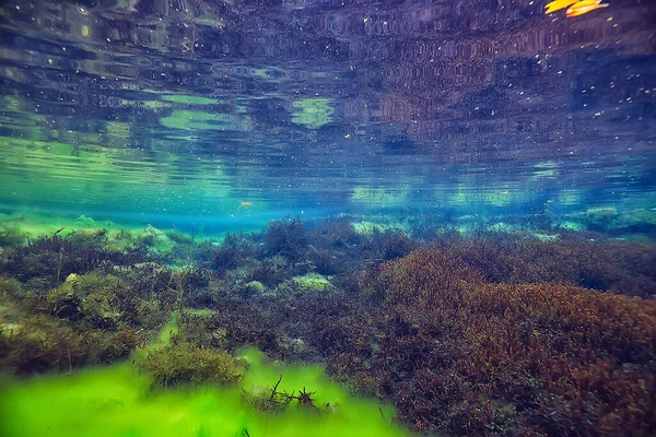 Vista Lago Submarino Paisaje Agua Dulce Ecosistema Agua Clara — Foto de Stock